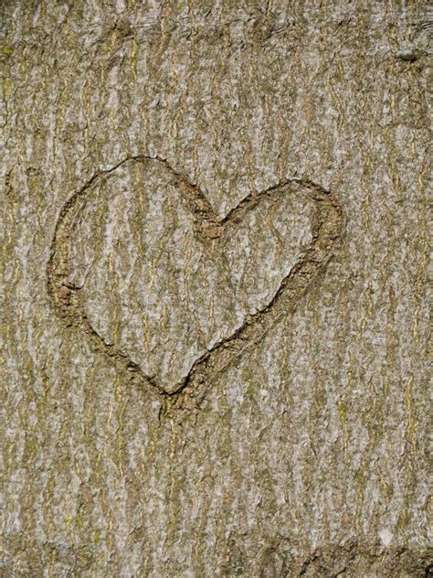 Heart Carved In Tree Trunk Stock Image Image Of Conceptual 29741719