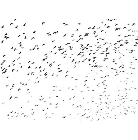 Flock Of Birds Png Transparent Images Png All