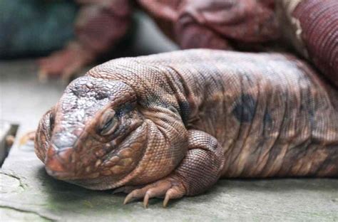 Argentine Red Tegu Lizard Facts Habitat Diet Pictures