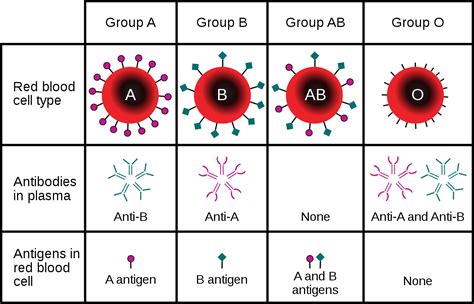 Blood Groups Rhesus Positive Abo Grouping Teachmephysiology