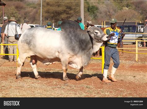 White Brahman Bull Image And Photo Free Trial Bigstock