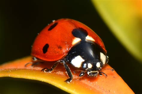 Gambar Alam Serangga Kumbang Kecil Kesalahan Fauna Invertebrata