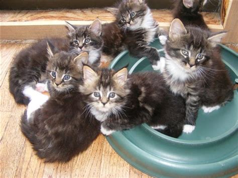 Deposit refundable only if you are not happy with your kitten once viewed. Maine Coon Cat Breeders - Maine Coon Admirer