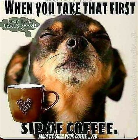 Funny Coffee Memes With Animals Fwtai