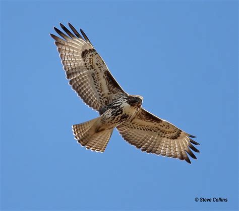 Red Tailed Hawk Western Light Morph Hockley Co Tx Odephoto Flickr