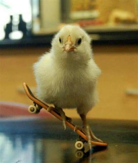 Pin By Gero Campos On Risas Funny Animals Chicken Pictures Cute Animals