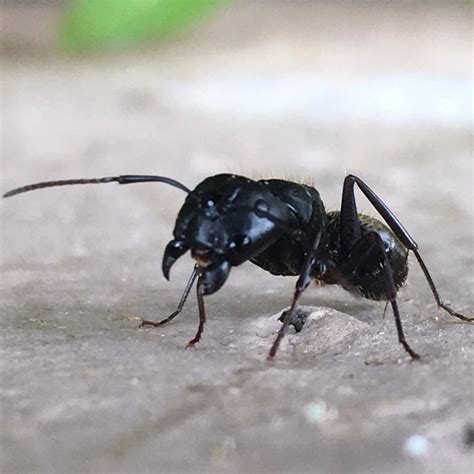 Carpenter Ant Pictures