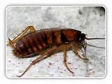 Pest Identification Photos Photos