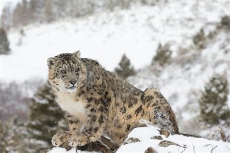 Snow Leopard Chases Prey Down Mountain