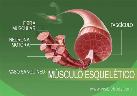 Tipos De Músculos Aprenda Sobre Anatomía Muscular