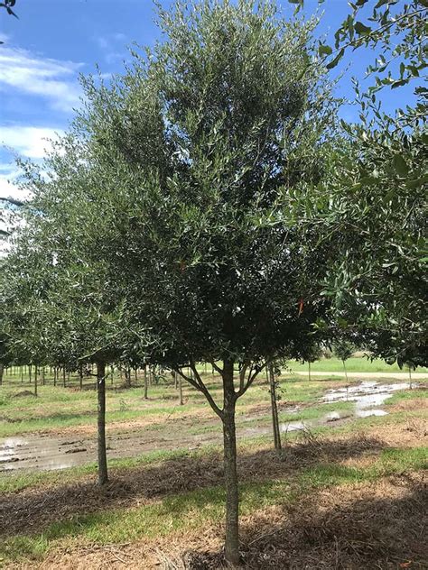 Large Live Oak Trees For Sale Independent Tree Services Inc
