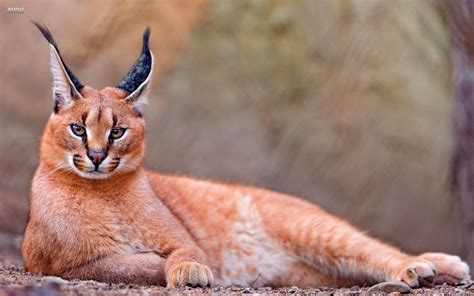 Nature Cats Animals Long Ears Caracal Wild Hd Wallpapers