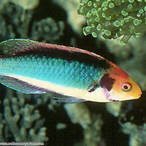 Wrasse