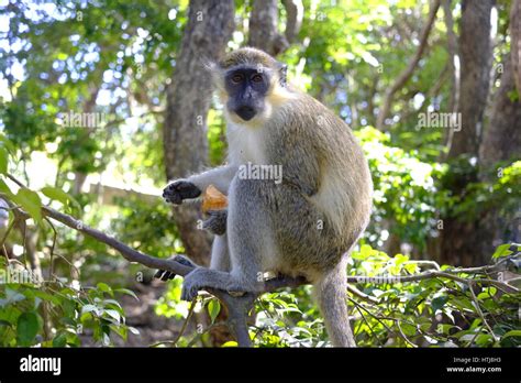 Green Monkey At The Barbados Wildlife Reserve Barbados Caribbean