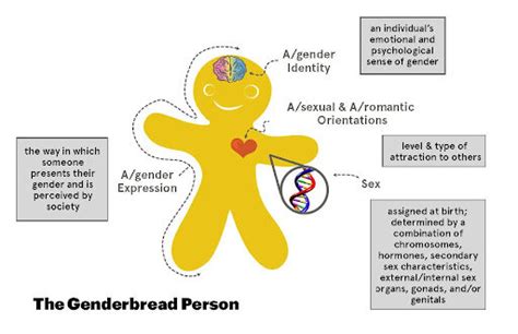 Gender Sex And Sexuality — Princeton Gender Sexuality Resource Center