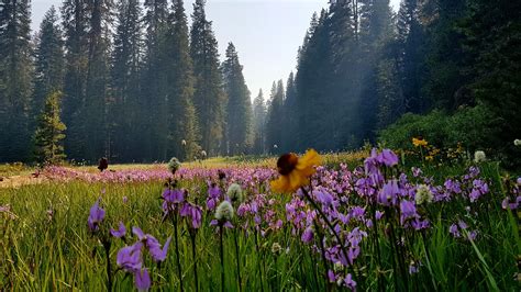 Meadow Of Wildflowers Yosemite National Park 4032 X 2268 Oc R