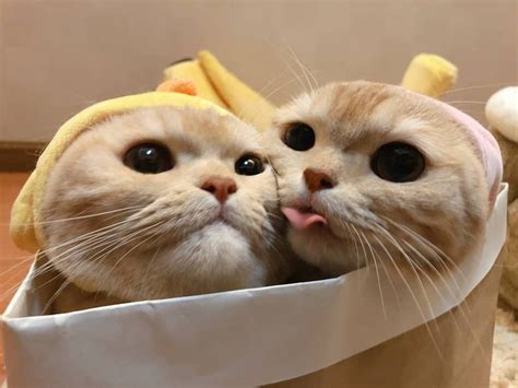 Pin De Coco D En Cute Pic Gatos Bonitos Animales Adorables Gatitos