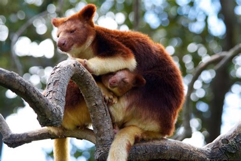 25 Rainforest Animals That You Should Know About Swedish Nomad