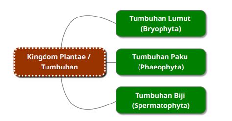 Kingdom Tumbuhan/ Plantae (Kelas X Semester 2) ~ Belajar Biologi SMA