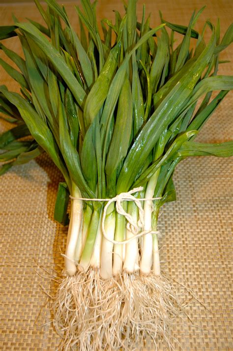 Green Garlic Benefits Best Gambit