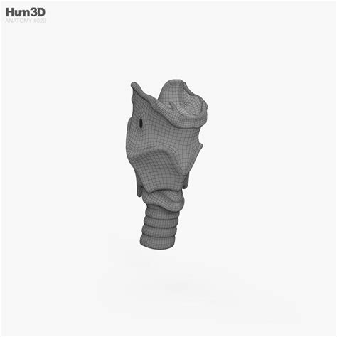 Larynx 3d Model Anatomy On Hum3d
