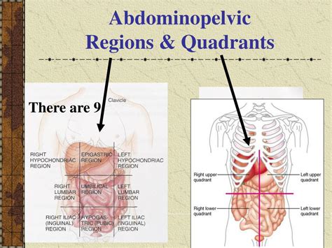 Quadrants divide our bodies into regions for diagnostic and descriptive purposes. PPT - Introduction to the HUMAN BODY PowerPoint Presentation, free download - ID:5694689