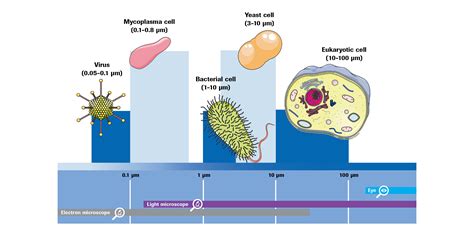 Understanding Mycoplasma Testing