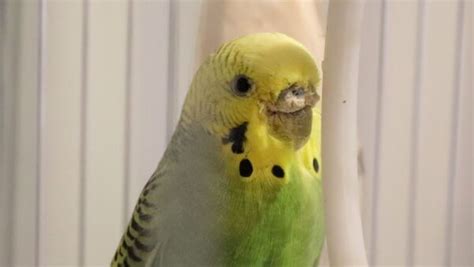 Budgie Parasites Health Problems Of Crusty Beaks