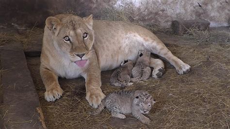 Lioness Lola Gave Birth To Triplet Cubs At Chelyabinsk Video