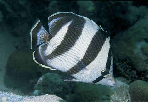 Common Reef Fish Of Florida And The Caribbean