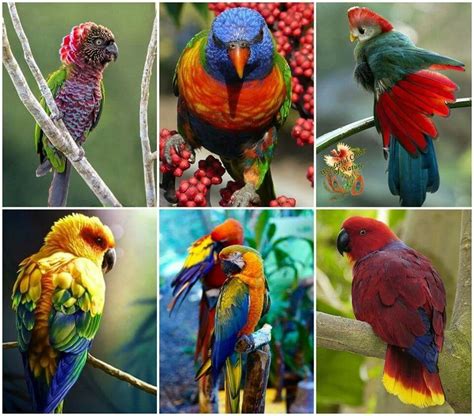 Beautiful Colorful Tropical Birds Tropical Birds Parrots Animals