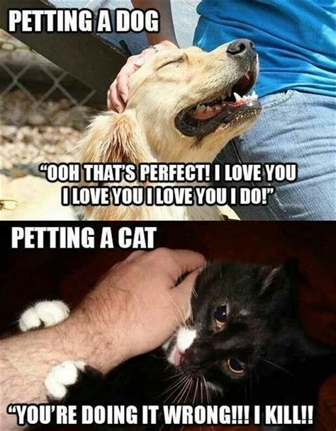 Dogs Vs Cats Funny Animals Funny Animal Memes Cute Funny Animals