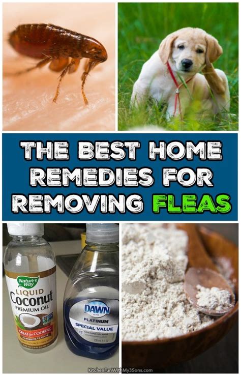 The Best Home Remedies For Removing Fleas That Actually Work Flea