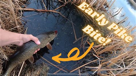 Colorado Pike Fishing Early Season Bite Youtube