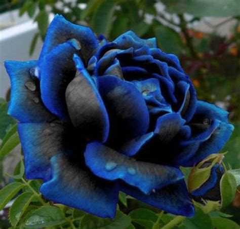 Midnight Blue Rose Flower Seeds Rare Garden Plant Buy 1 Get 1 15