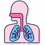 Respiratory System Icon Icons Medical