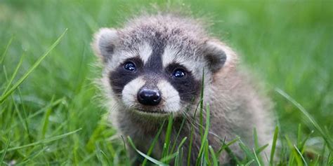 Raccoon Gestation Period Aaac Wildlife Removal Of Denver