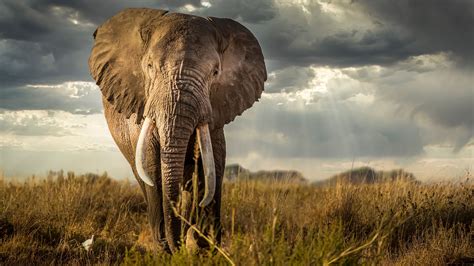 Wildlife Elephant K Pic Download Hd Wallpapers Vrogue Co