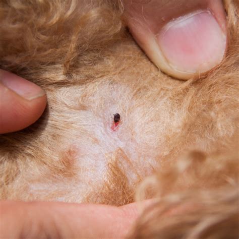 What Do Flea Bites Look Like On Dog