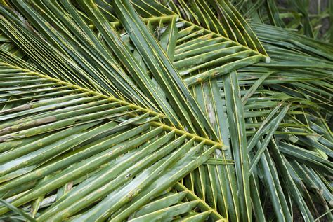 Cut And Harvested Palm Fronds 5980 Stockarch Free Stock Photos