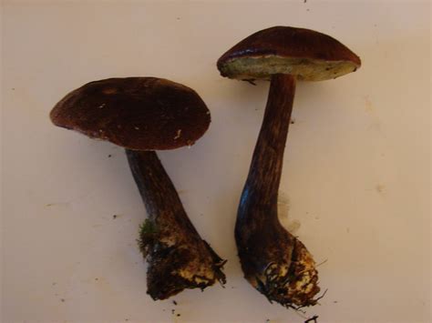 Mushroom Observer Observation 11864 Boletus Mirabilis Murrill Site