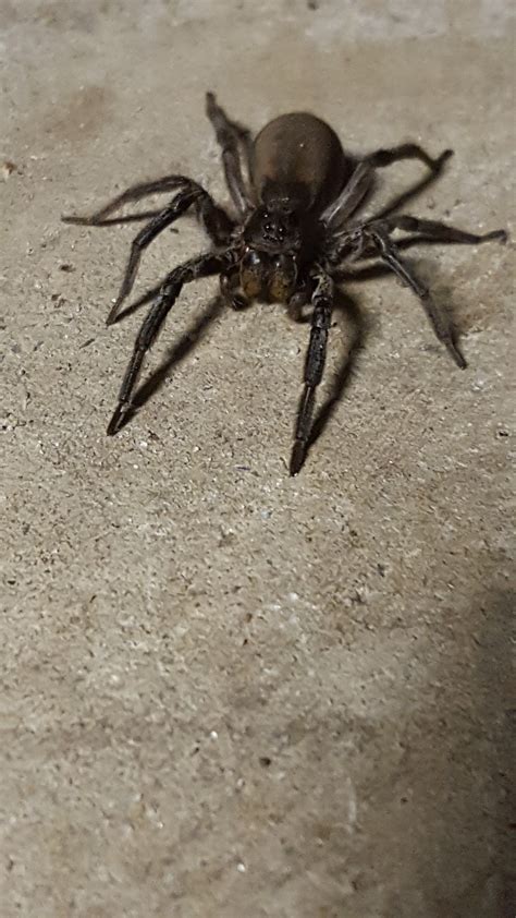 A bit scary to find in our yard. Big Spider - Lounge - NJ Woods & Water