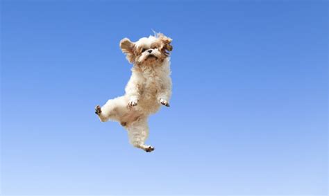 22 Dogs Jumping For Joy Dogtime