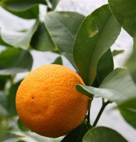 Citrus X Limon ‘volkamer The Natural World