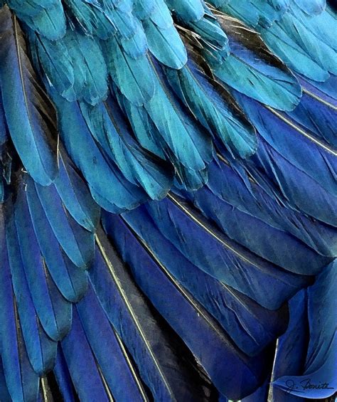 Feathered Photograph By Joe Bonita Fine Art America