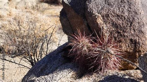Cacti Of West And Southwest Usa Arizona Claret Cup Cactus Arizona