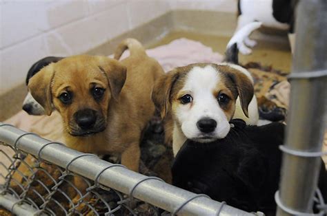 Mercer County Animal Shelter Starts Puppies Kittens Season News