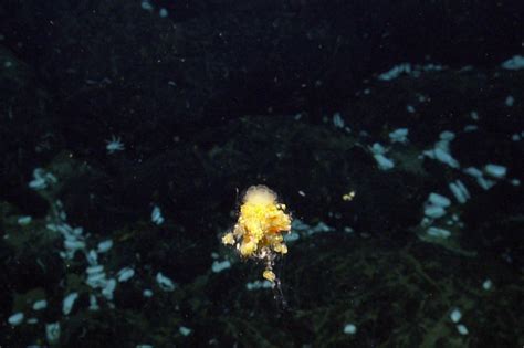 Beautiful Creatures Of Deep Sea Hydrothermal Vents Nautilus Live