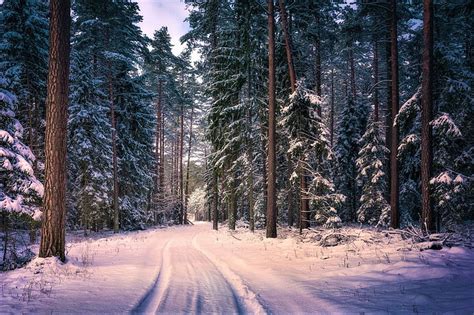 Earth Winter Forest Path Redwood Road Sequoia Snow Tree Hd