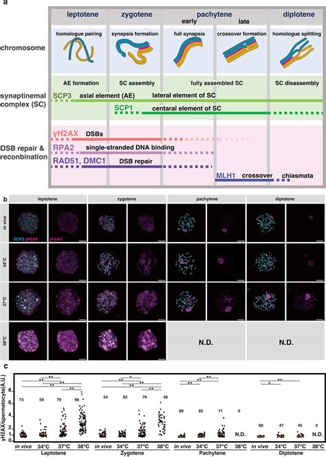 Events In Meiotic Prophase I And Evaluation Of Dna Double Strand Breaks